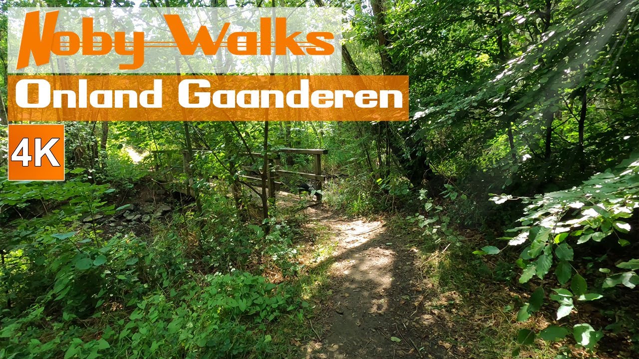 Swamp walk | Onland | Gaanderen |Achterhoek | Gelderland | Netherlands | dog Noby | 4K