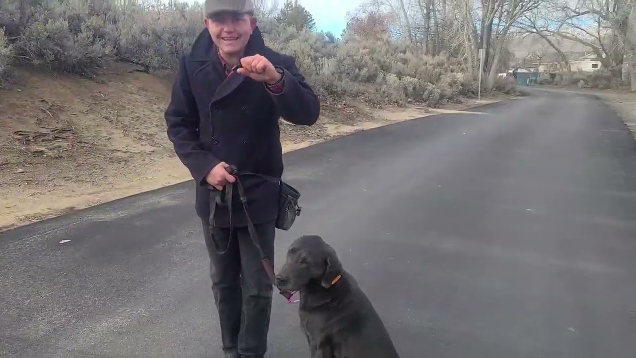 One Step Stops for Loose Leash Walking