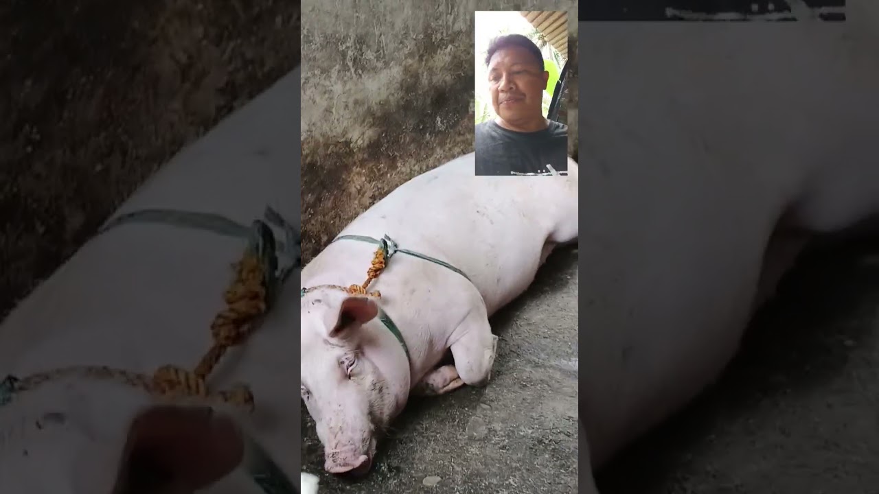 ANG LAKI NG MGA BIIK.