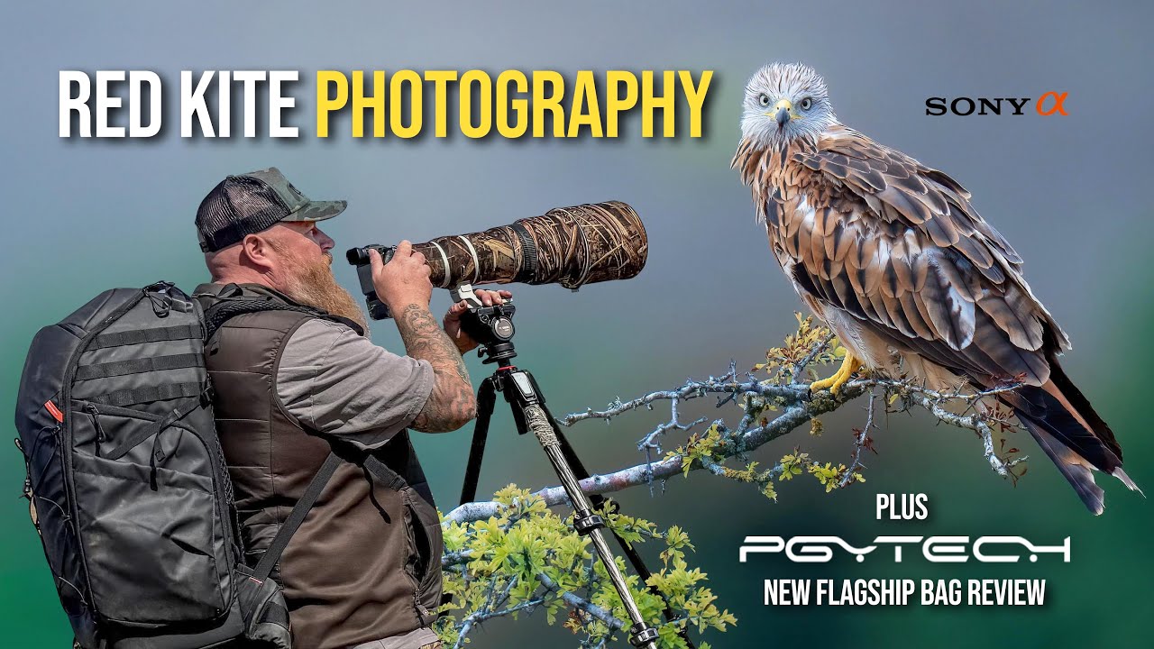 Red Kite Photography