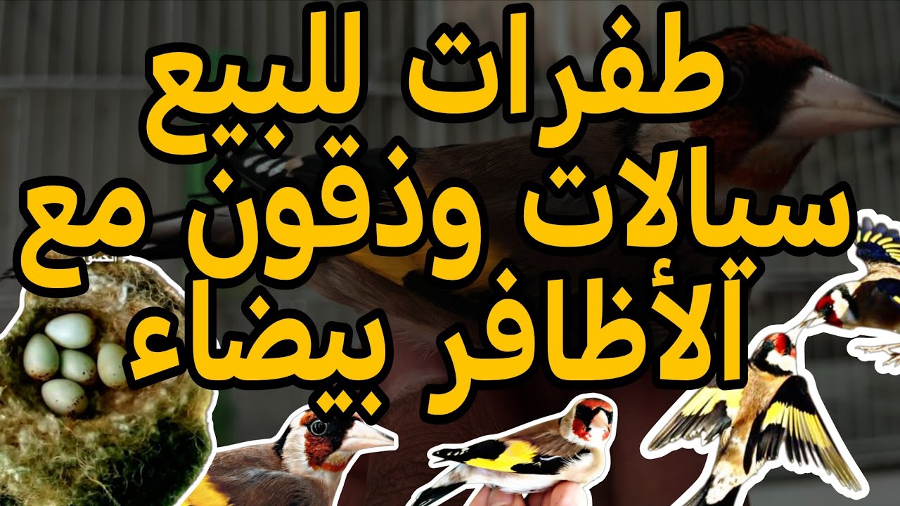 طفرات حسون بارفا و مهاجرة للبيع.. سيالات وذقون مع الأظافر (باناشير) 