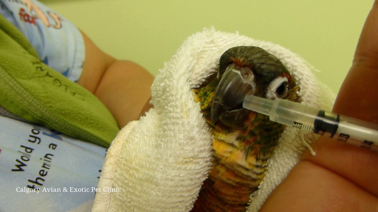 Calgary Avian & Exotic Pet Clinic: Medicating Pet Birds