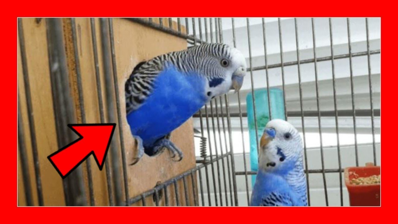 Когда гнездить попугаев 🔥 чтобы разводить австралийских попугаев