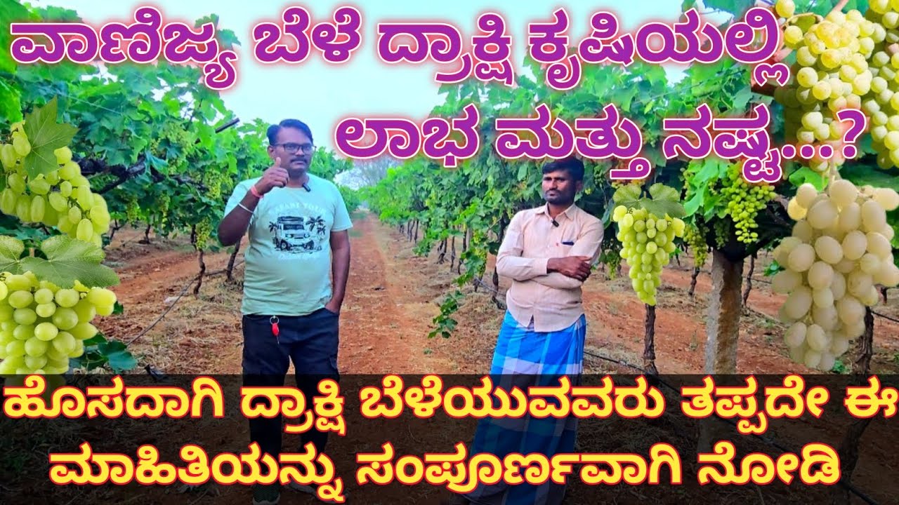 ವಾಣಿಜ್ಯ ಬೆಳೆ ದ್ರಾಕ್ಷಿ ಕೃಷಿಯಲ್ಲಿ ಲಾಭ ಮತ್ತು ನಷ್ಟ...? Grepes crops 