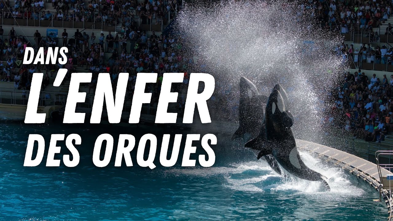 MARINELAND  : On découvre les coulisses de l'enfer des orques