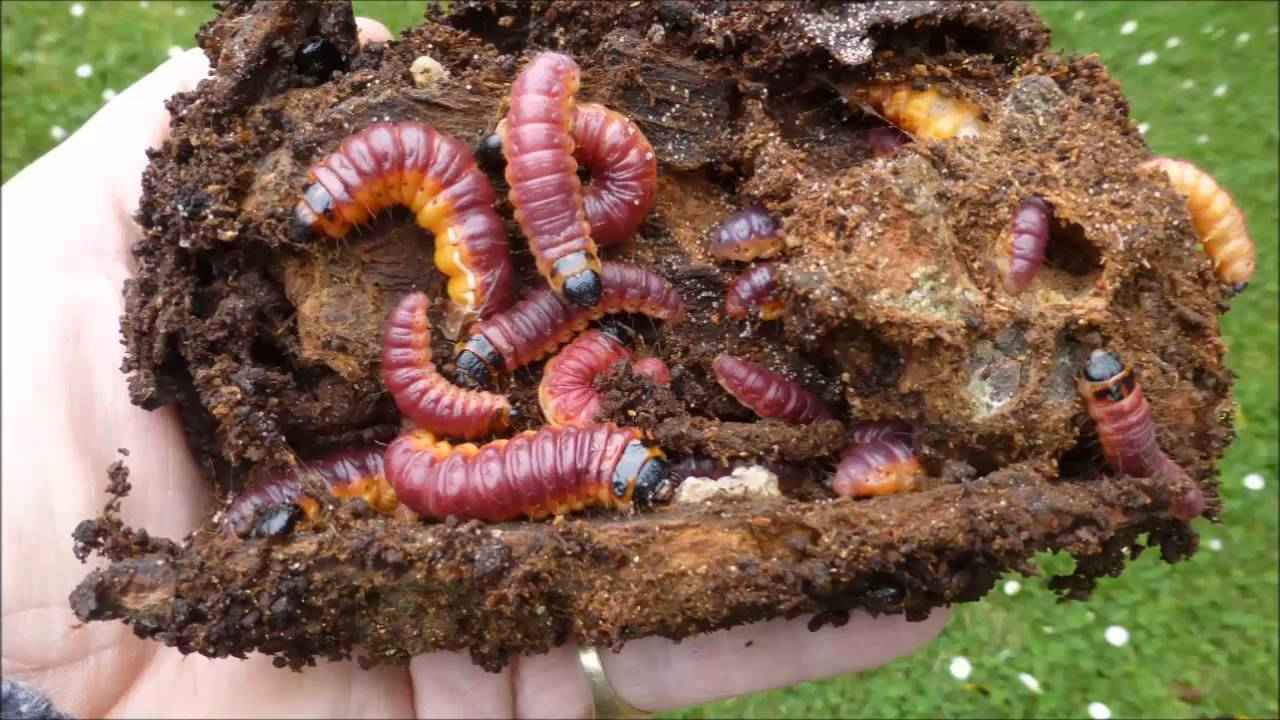 Les chenilles du Cossus g&acirc;te-bois (Cossus cossus), par Andr&eacute; Lequet (www.insectes-net.fr)