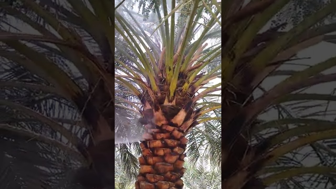 غسل النخيل بماء عن التراب قبل المعالجة من الغبار