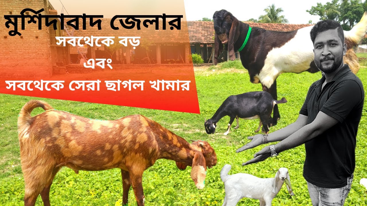 মুর্শিদাবাদ জেলার সবথেকে বড় এবং সবথেকে সেরা ছাগল খামার।