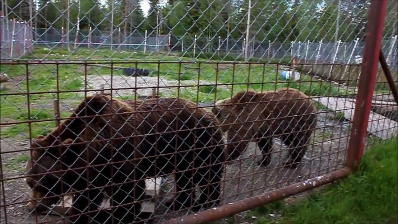 Vy&ouml;ti : karhu, Brown Bear, Braunb&auml;r