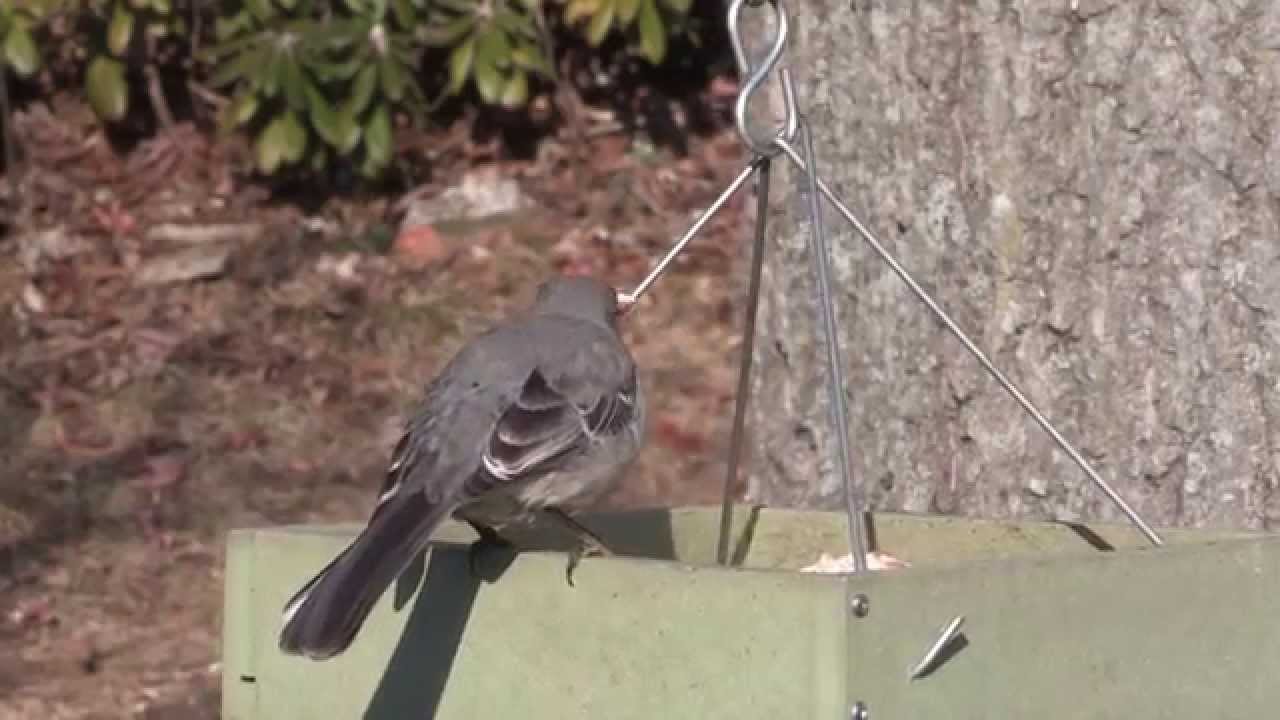 Mockingbird Drives Other Birds Away from Feeder--NARRATED