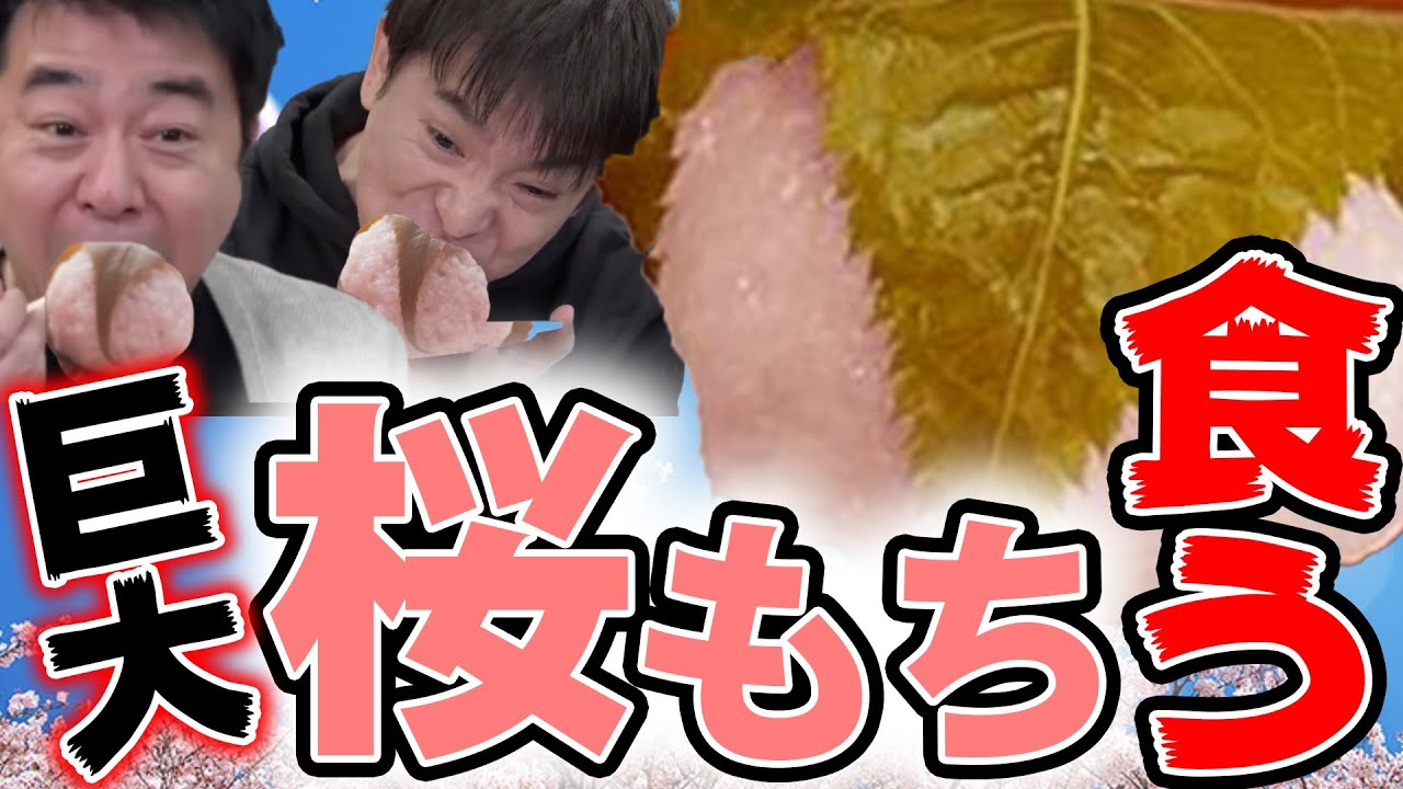 桜の季節なので巨大桜もちを作る！そしてスタジオに桜咲かせます！/生配信#95