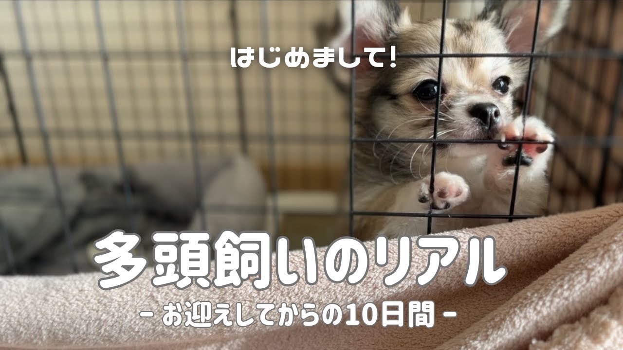 【初めての多頭飼い】子犬をお迎えした10日間の記録 | 先住犬と仲良くできるのか