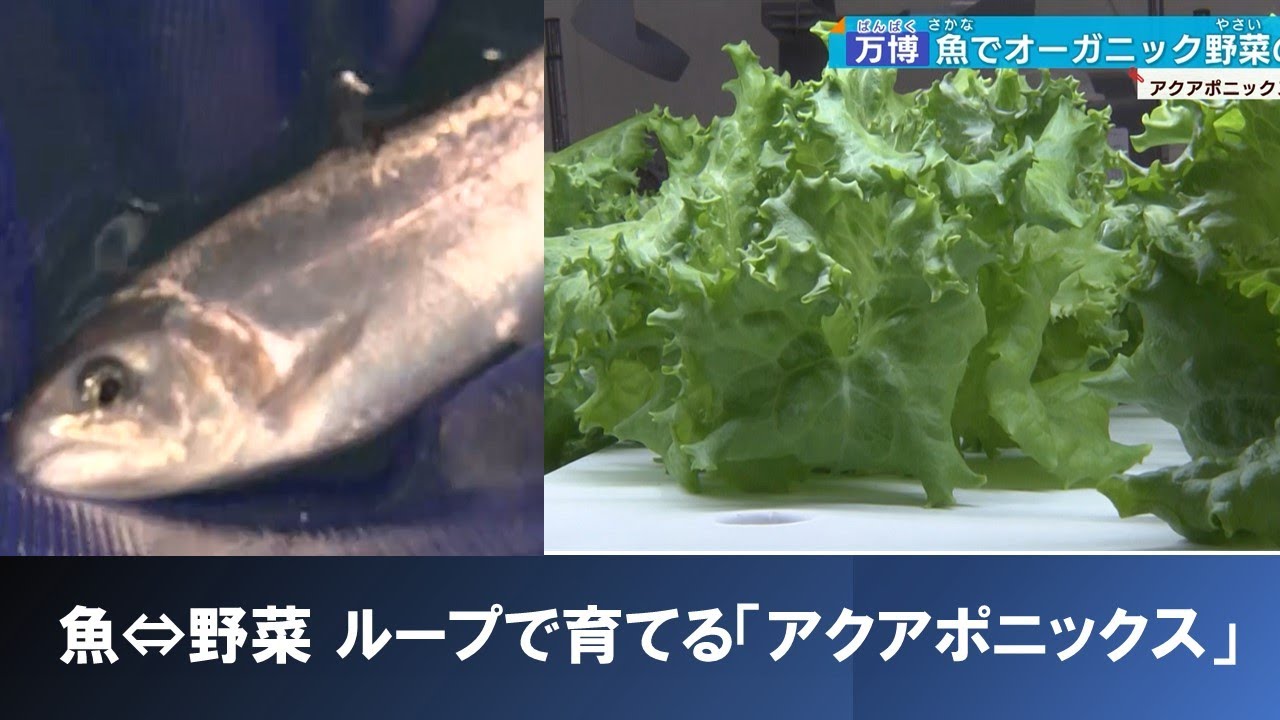 オーガニック野菜を魚が育てる！？ 注目の「アクアポニックス」とは