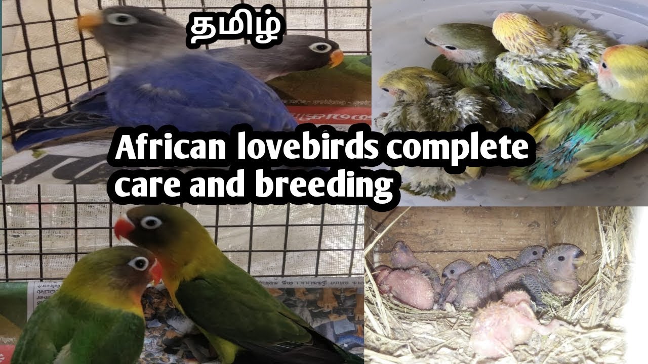African love birds care and breeding tips in tamil