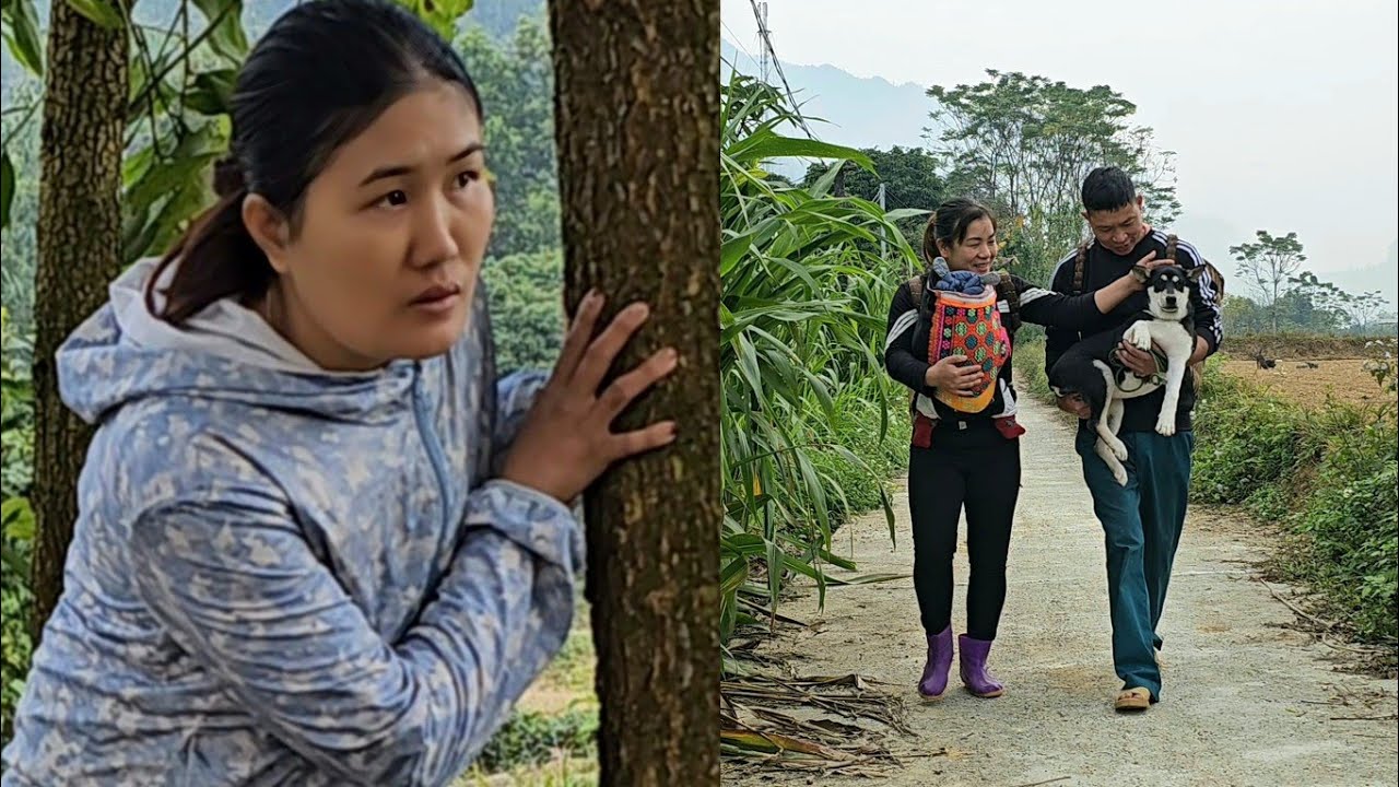 Harvest sugarcane and papaya to sell at the market - The baby's biological mother appears