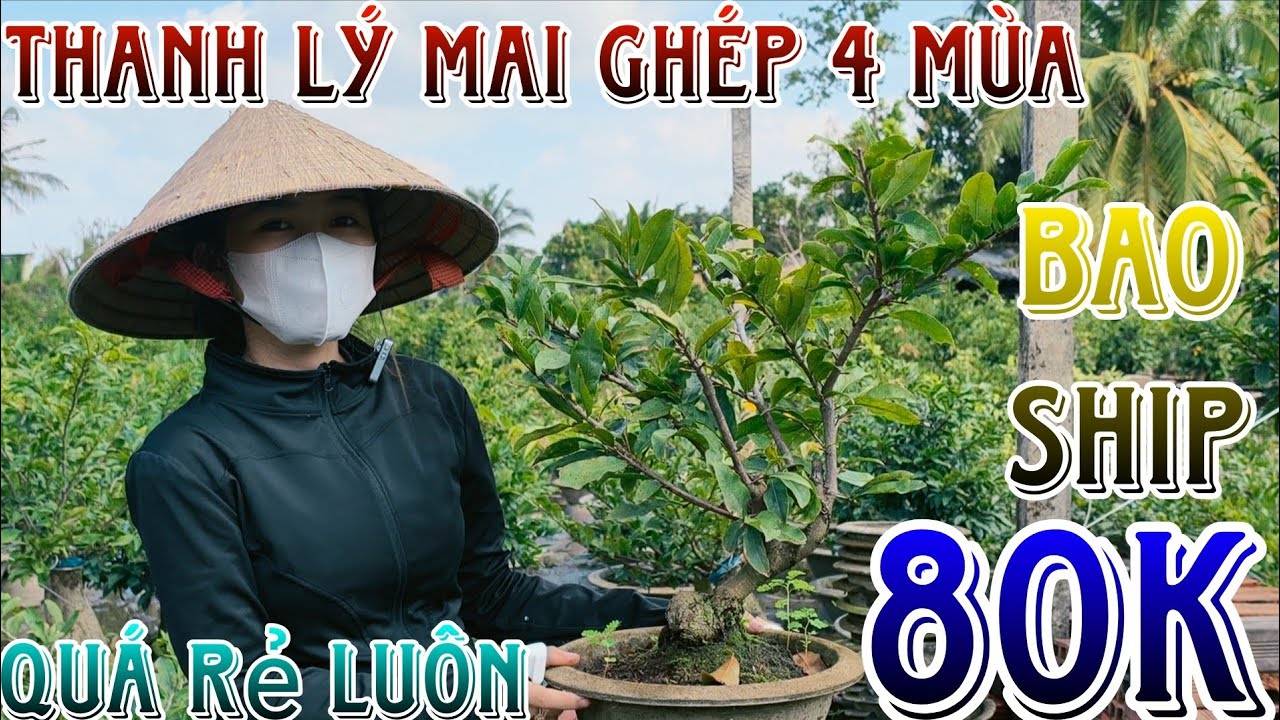 🌈02/01☎️0327801069(NGỌC)🔥Dọn vườn thanh lý hết lô mai giống ghép nhiều loại mai giống nụ chuẩn tết
