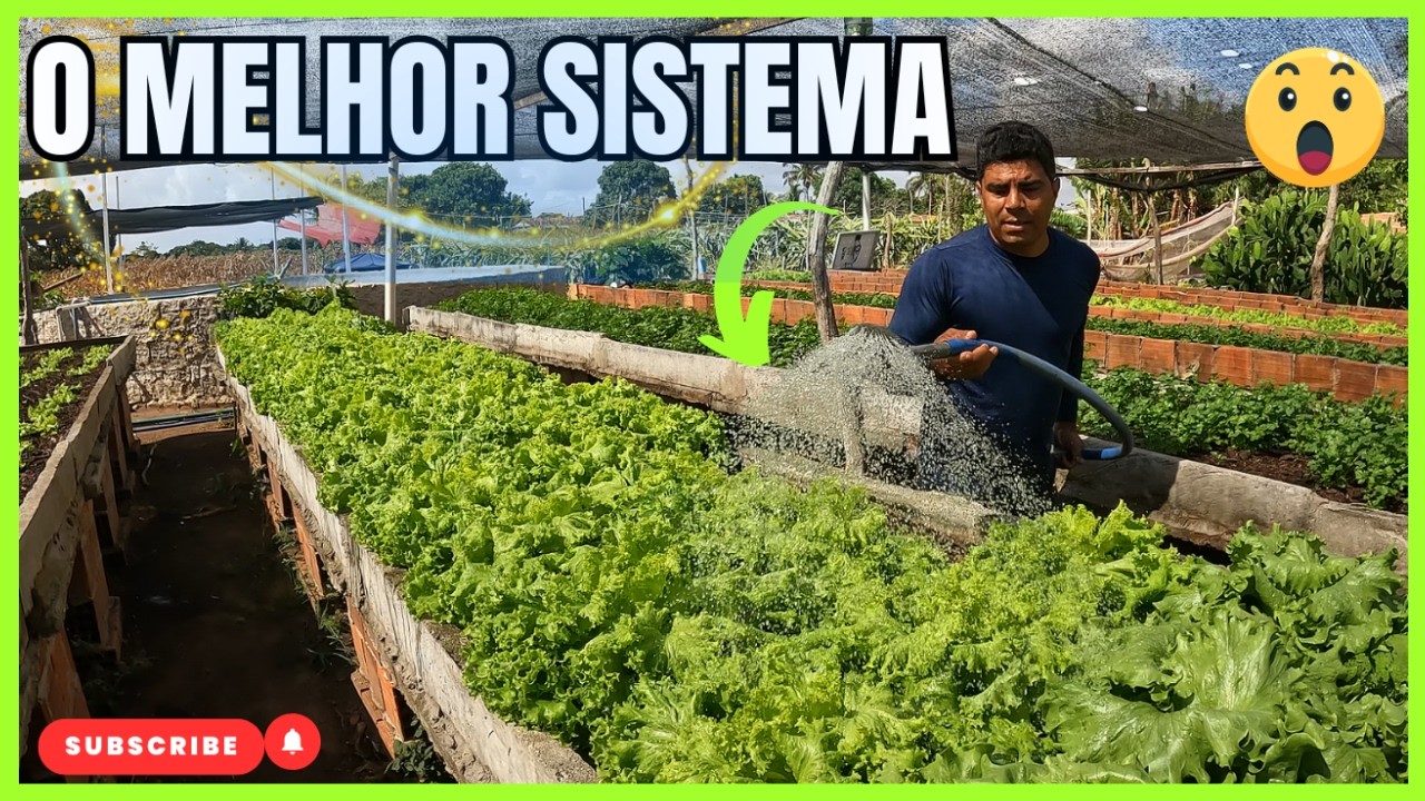 Qual é o melhor sistema de irrigação para hortaliças? #irrigacao