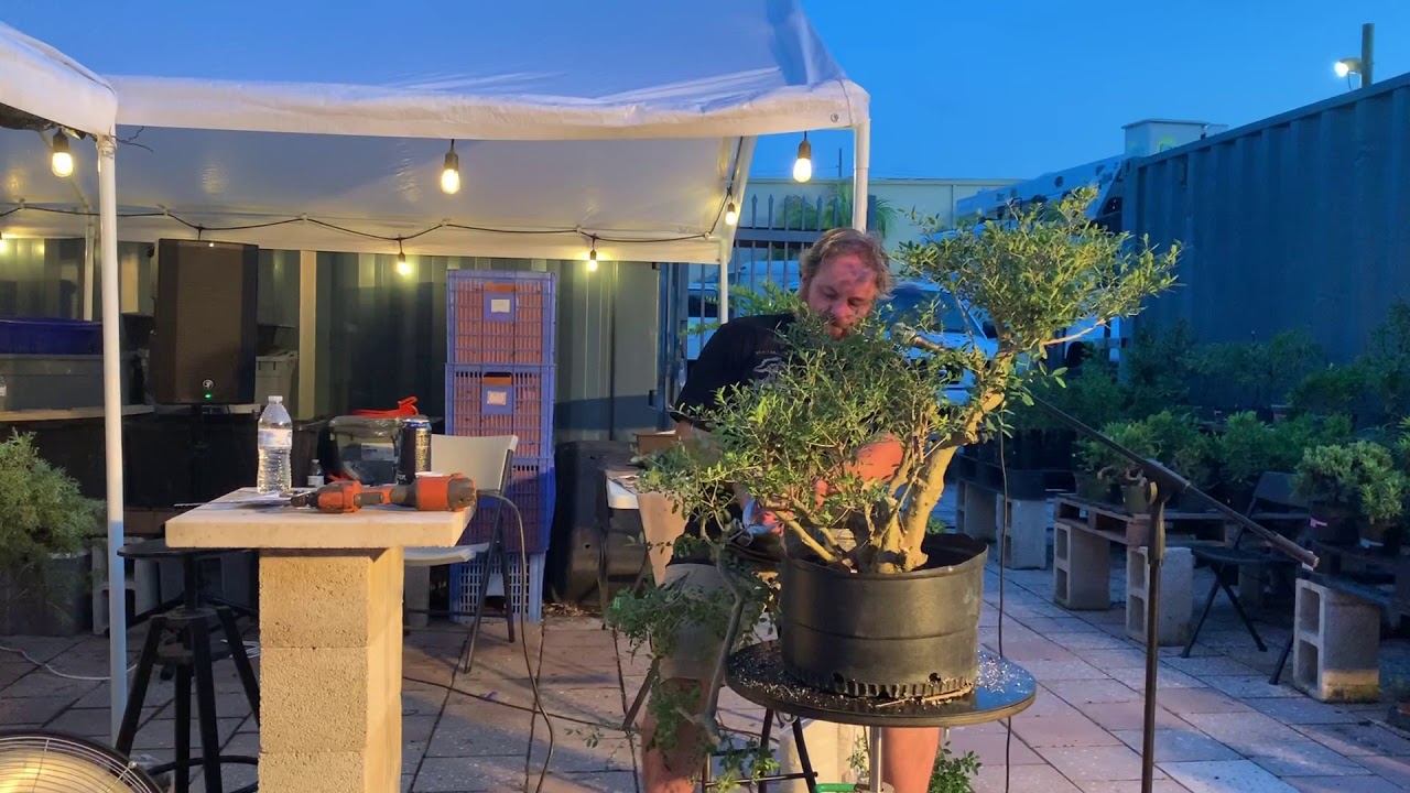 Ilex Bonsai Demo by Adam Lavigne at The Bonsai Supply