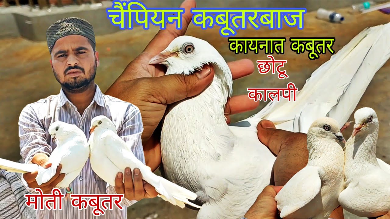 छोटू भाई कालपी चैंपियन कबूतरबाज  kahnaat kabutar or Moti kabutar  #youtube #viral #trending 