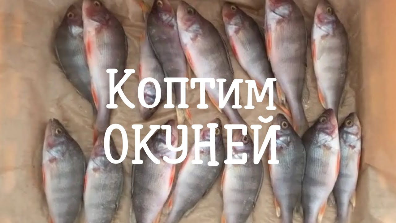 Коптим окуней 🐟🐟 #коптим #коптимокуней #коптимрыбу #копчениерыбы #дачныедела 