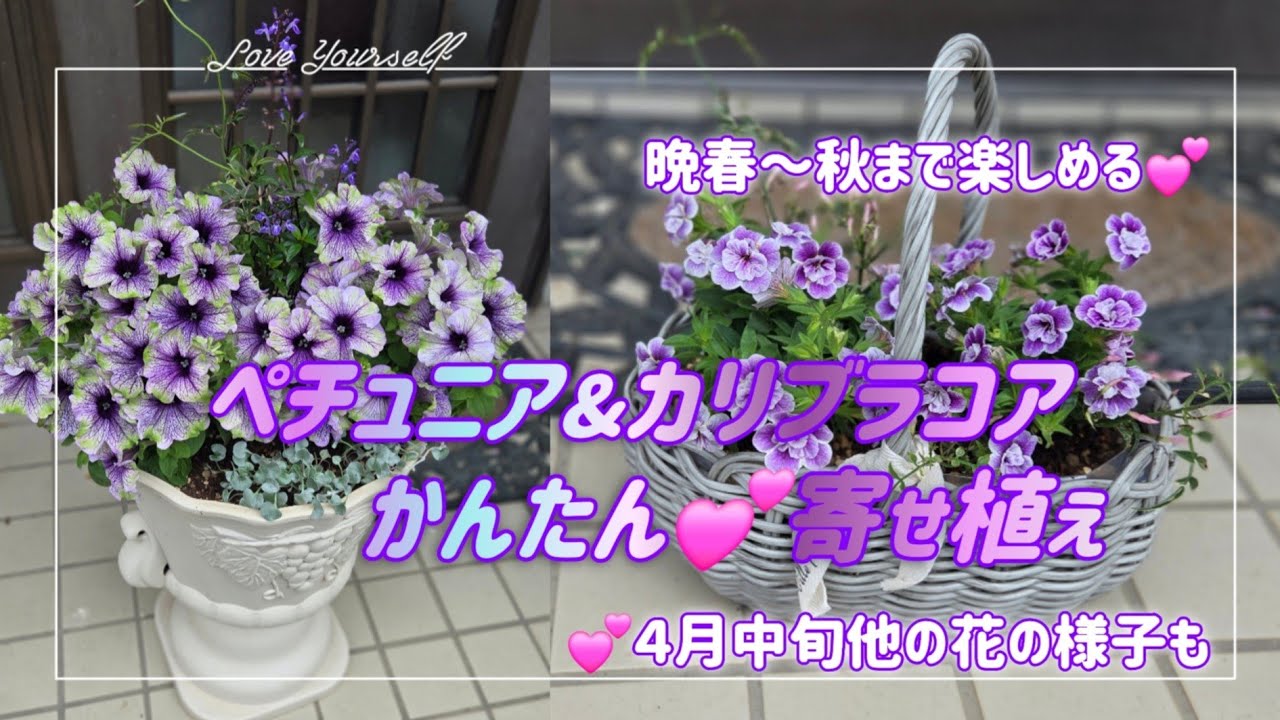 【寄せ植え】💜パープルが綺麗過ぎ💕今から長く楽しめるよ😆