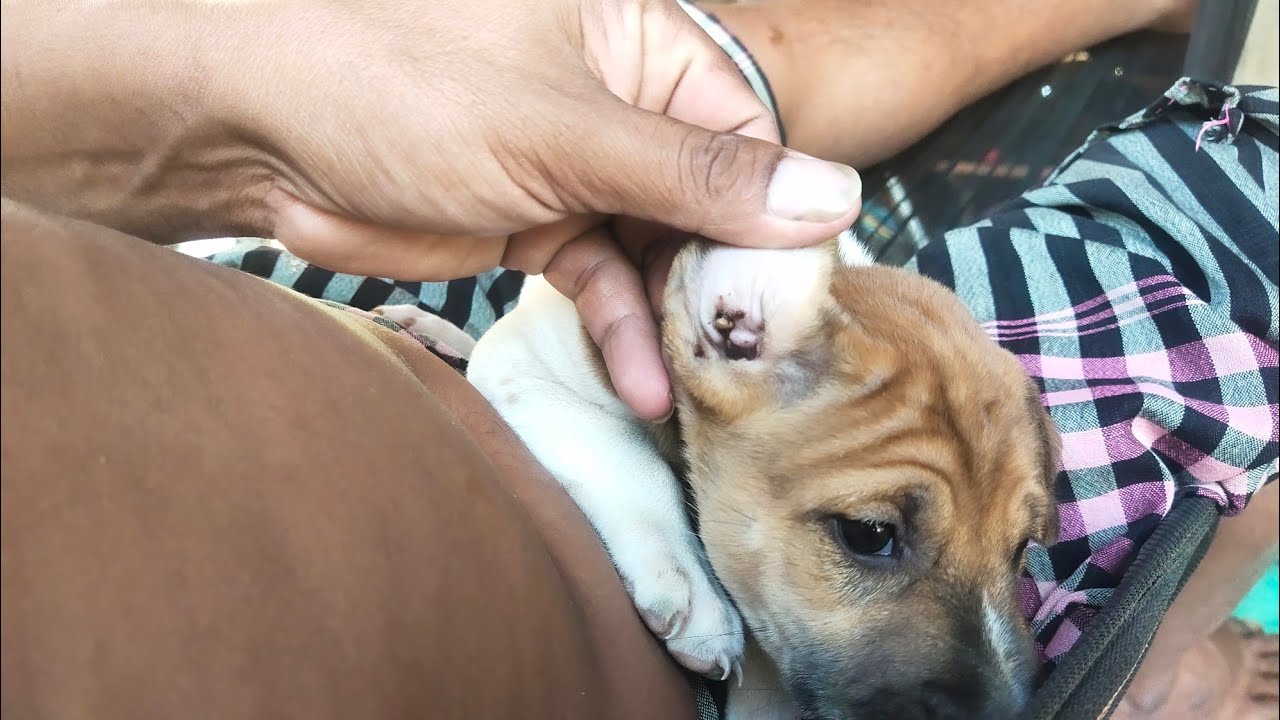 Caring Hands Removing Ticks to Protect a Puppy’s Health