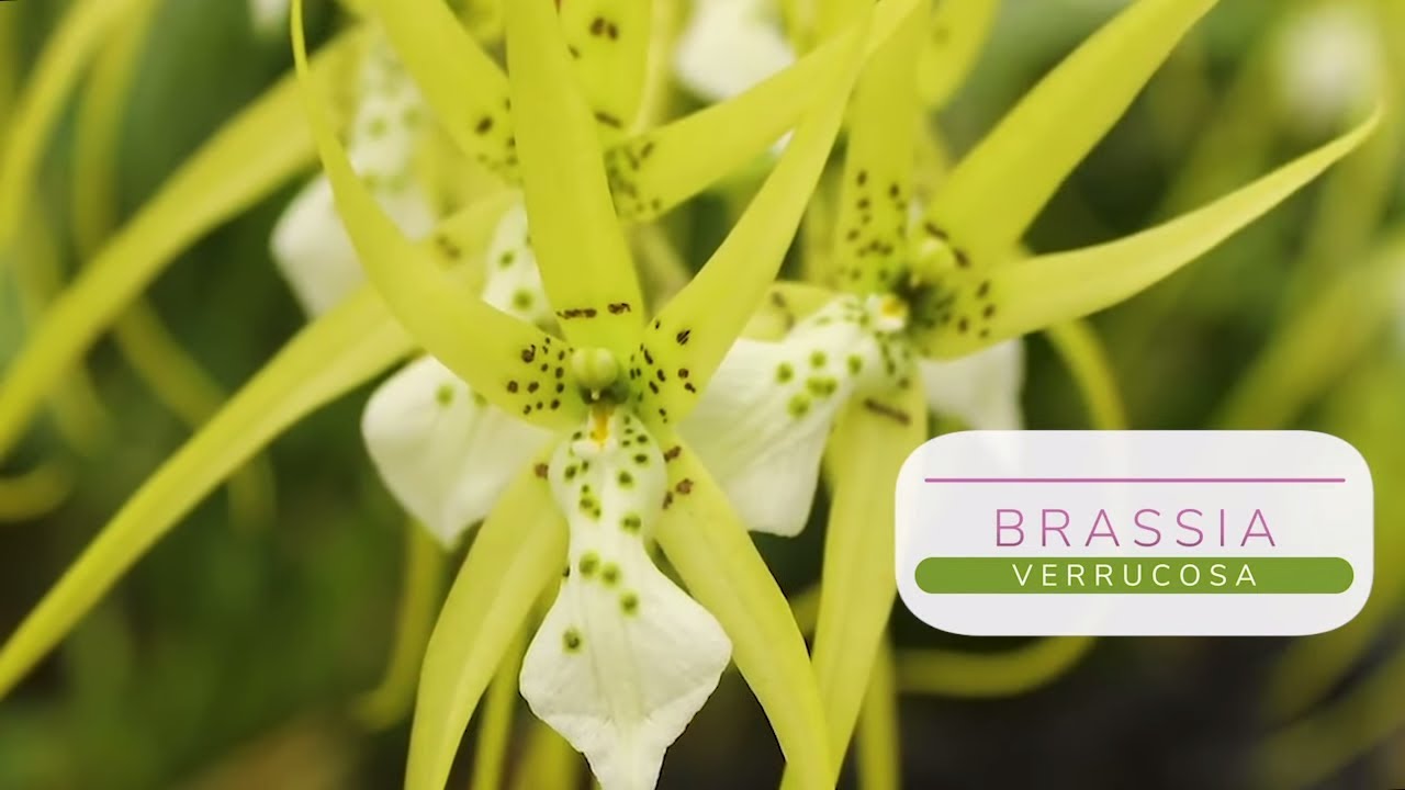 Orquídea Brassia Verrucosa - Alma del Bosque