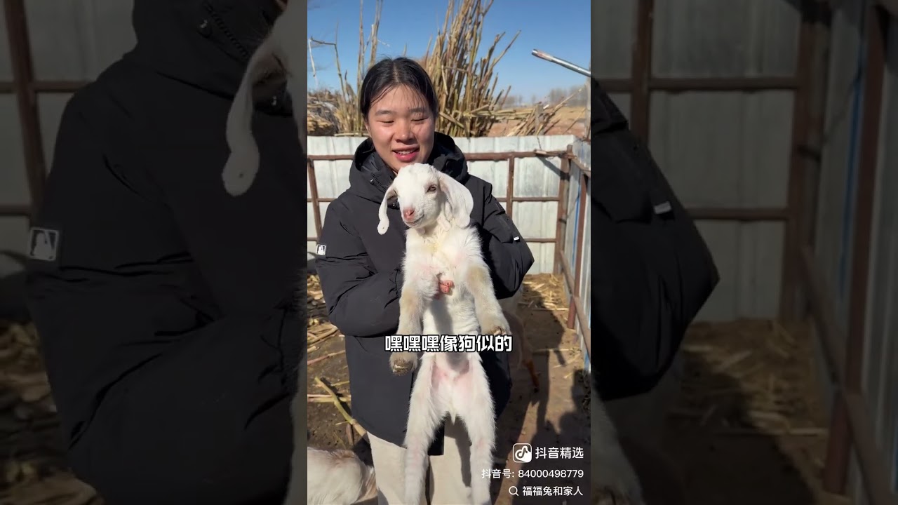 Lunar New Year's Homestay: A Heartwarming Journey in Northeast China