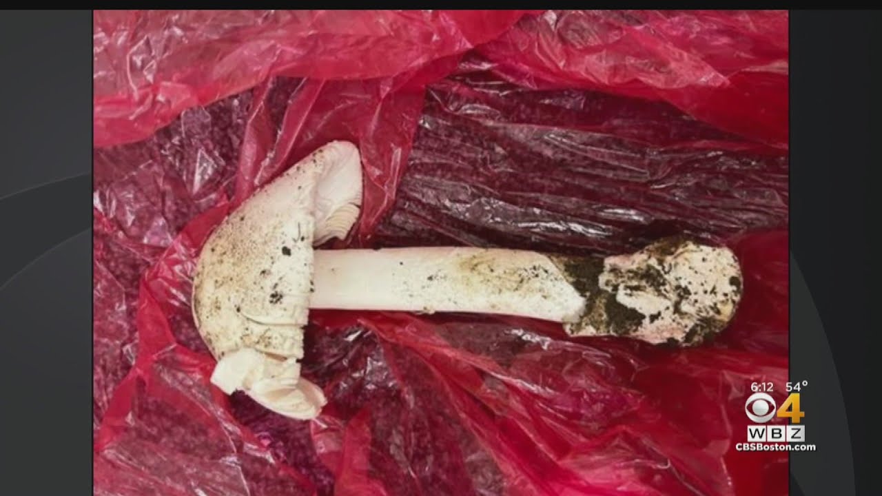 Mother and son lucky to be alive after eating poisonous mushrooms in Amherst