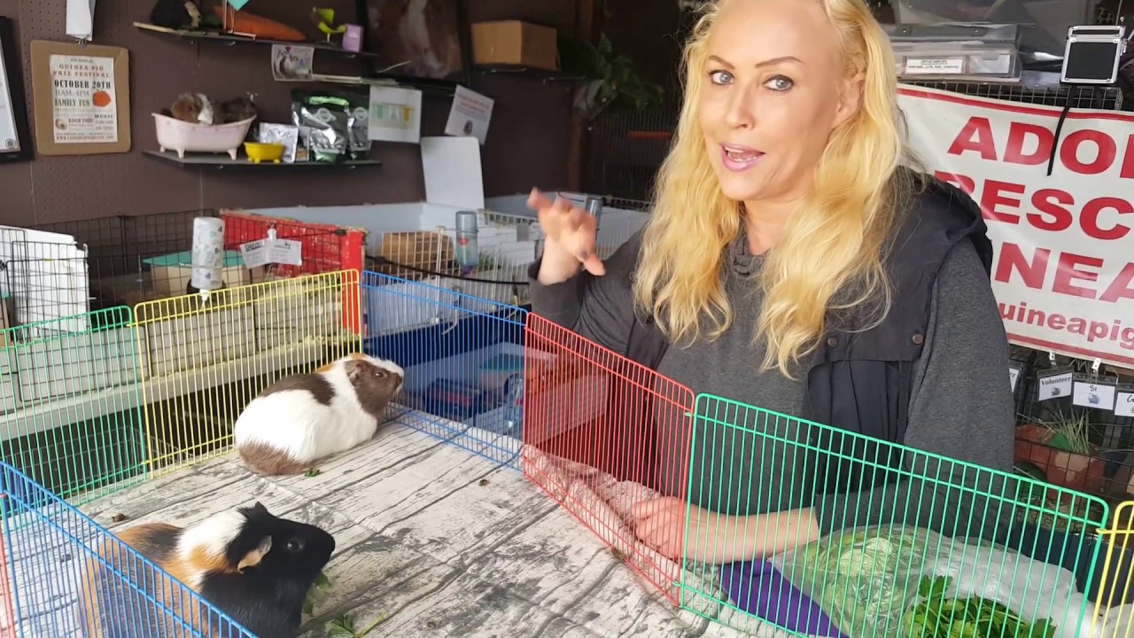 Guinea Pig Boy Bonding with Saskia