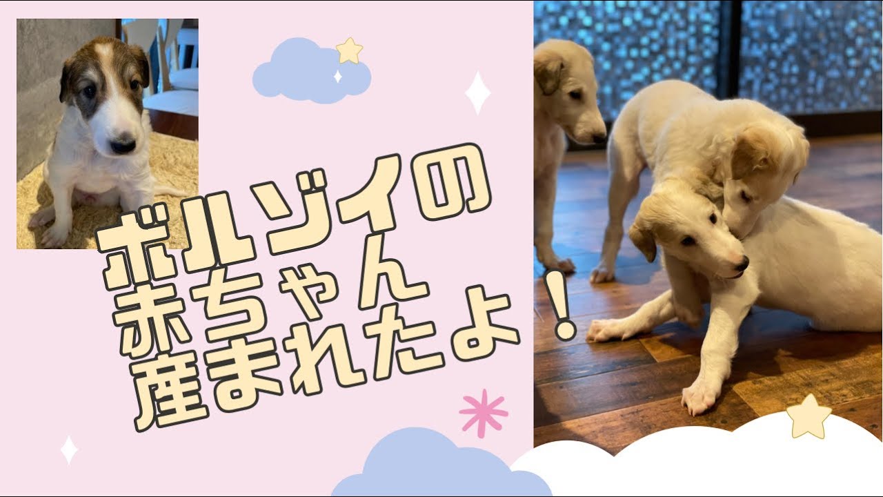ボルゾイ 出産！産まれたての可愛い赤ちゃん💕