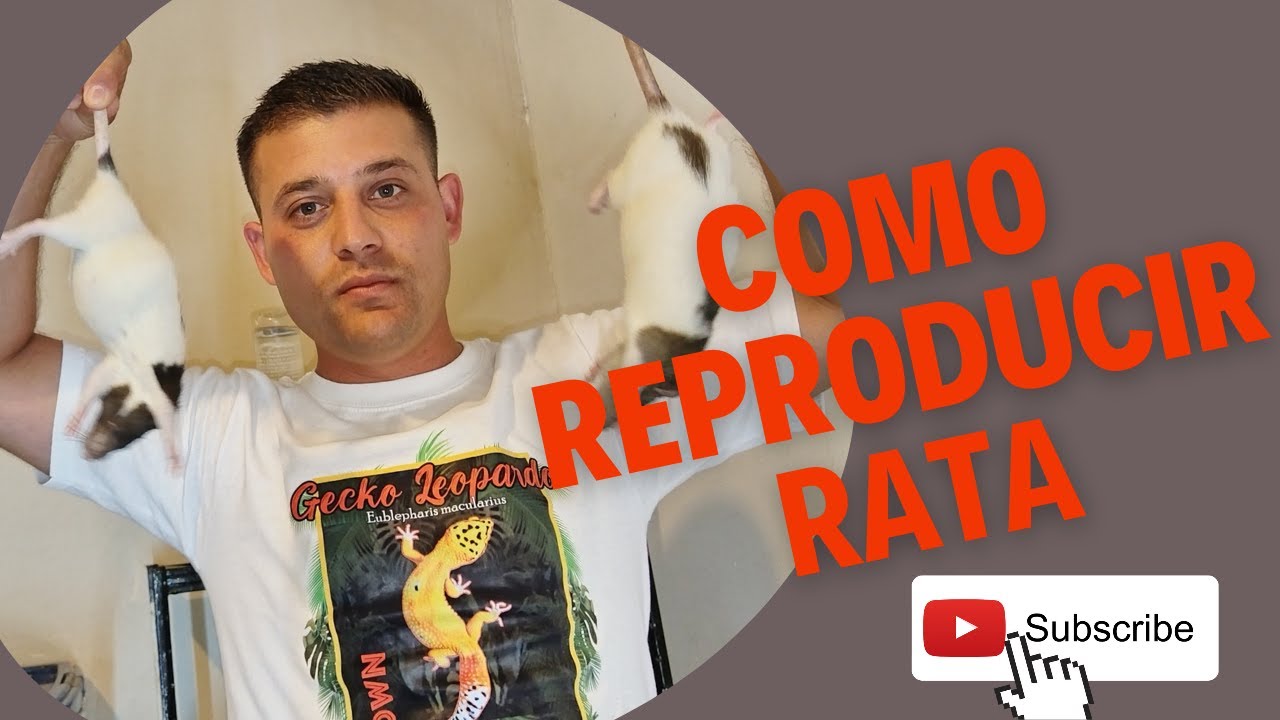 Como reproducir rata para !!! alimentar reptiles !!! 🐍🐍