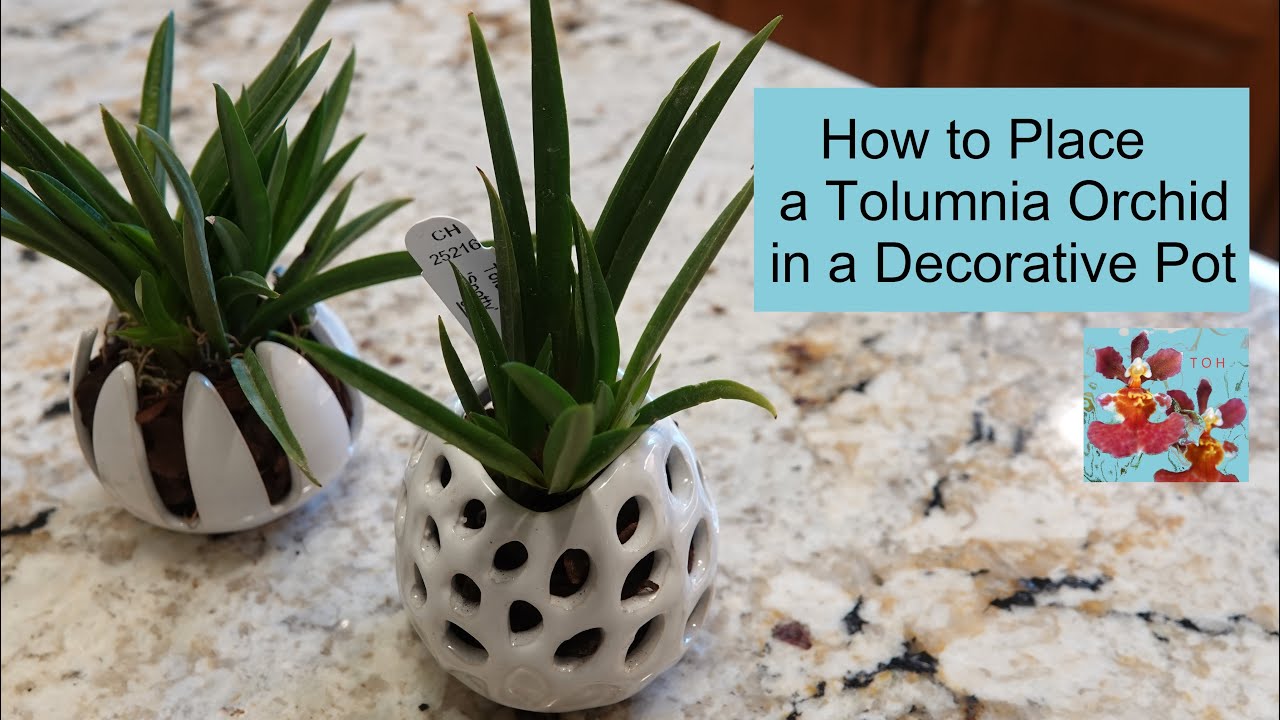 Potting a Tolumnia Orchid - Creative & Decorative Idea to Repot a Tolumnia Orchid in Open Air Pot