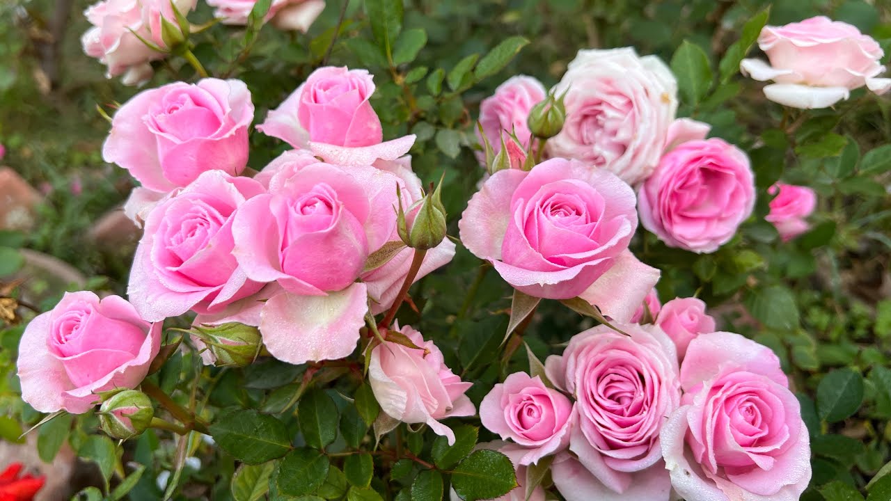 Rose Care In FEBRUARY