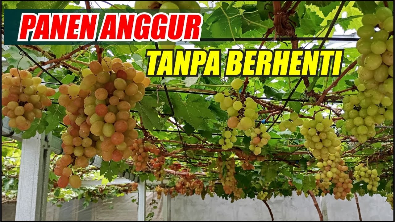 PANEN ANGGUR TANPA BERHENTI