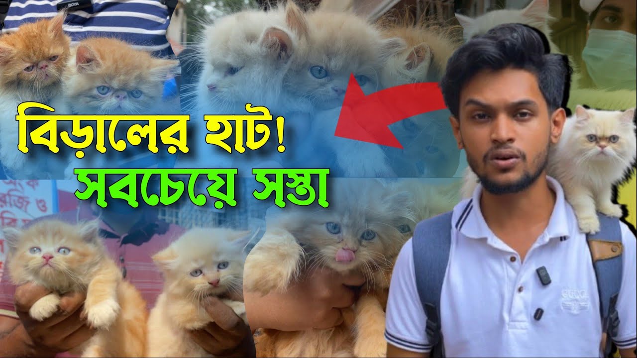সবচেয়ে সস্তায় পার্শিয়ান বিড়াল | Mirpur Cat Hat | @DewanPets | Persian Cat price in Bangladesh