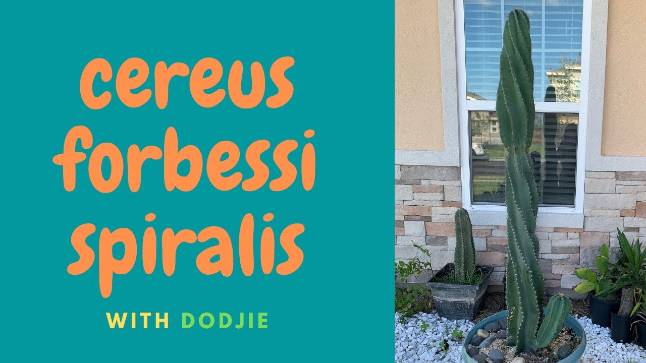 dodjie's tips on cereus forbesii spiralis (SPIRAL CACTUS)