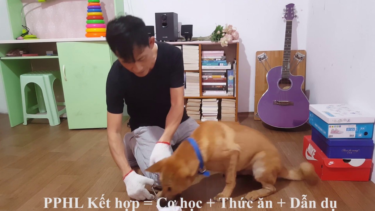 HUẤN LUYỆN CHÓ - BUỔI 8: HƯỚNG DẪN HL TỔNG HỢP 1 SỐ LỆNH CHO CHÓ