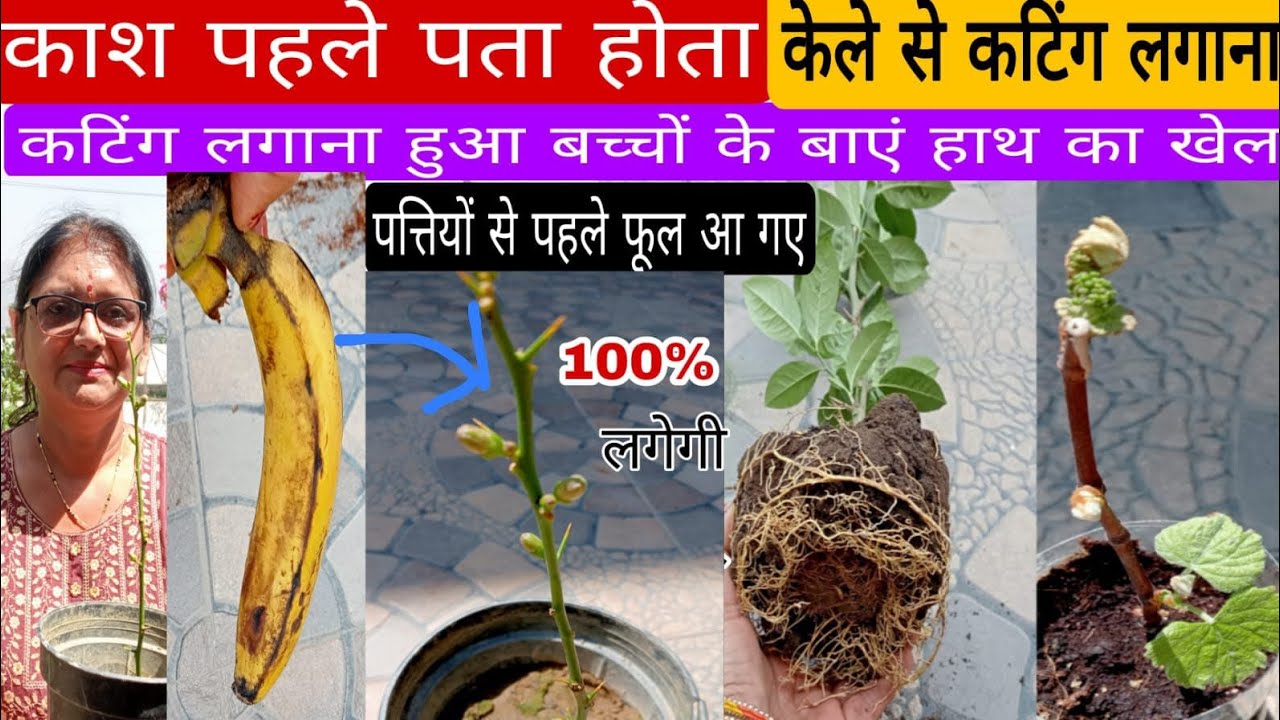 केले से लगेगी 100% कटिंग /इस तरीके से बच्चे भी कटिंग लगा लेंगे! किसी भीपौधे की, ऑर्गेनिक