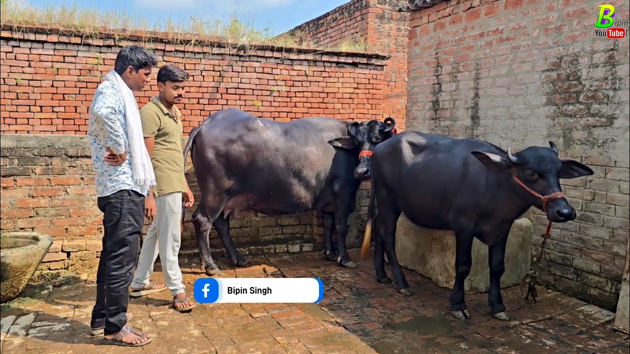 उत्तर प्रदेश के गाजीपुर जिला में गांव की गाभीन भैंस बिकाऊ है | Buffalo for Sale in U.P | Bhains