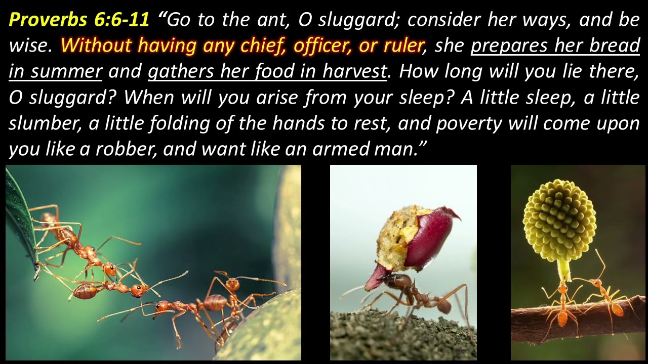 Proverbs 6:6 -11 Go To The Ant