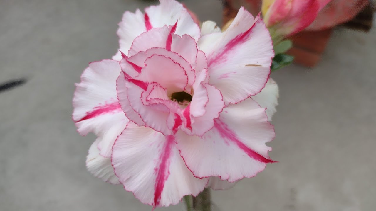 VAMOS VER FLOR DAS ROSAS DÓ DESERTO TÃO MUITO GENEROSA DÊ FLORES 