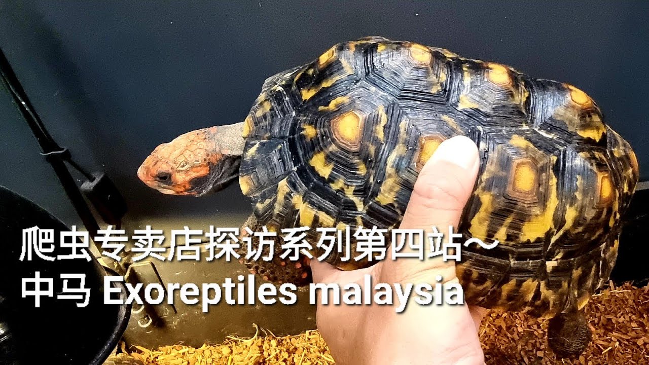 爬虫专卖店探访系列第四站～中马 Exoreptiles malaysia.