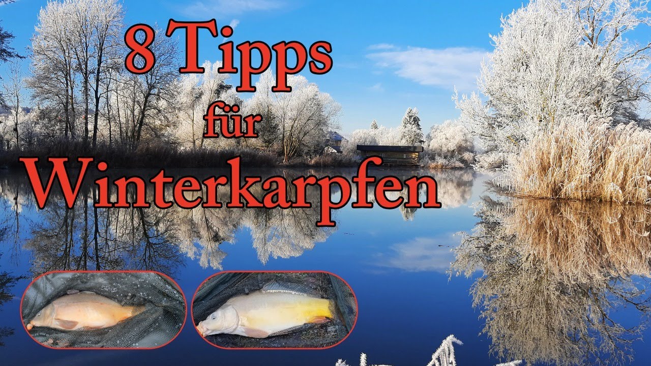 Angeln auf Winterkarpfen: 8 Tipps für einen erfolgreichen Ansitz