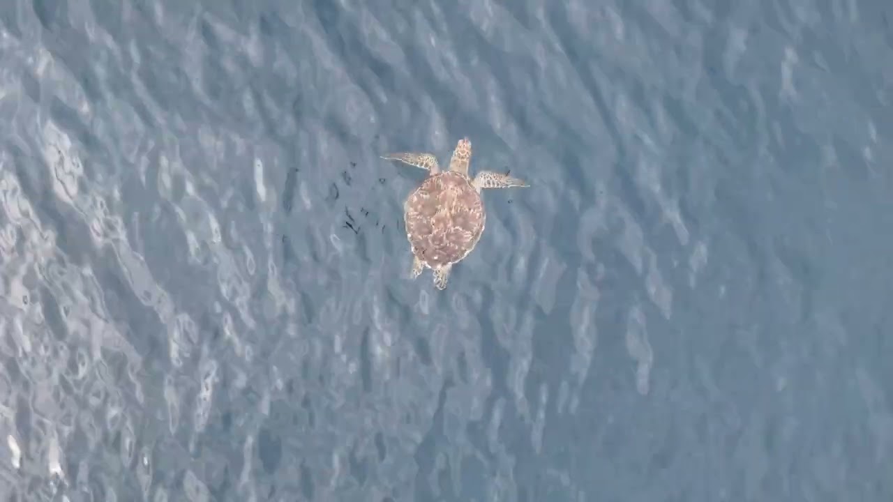 20250504 sea turtle