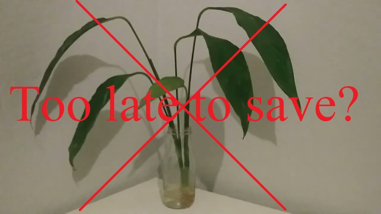When is it too late to save Peace Lily? (Spathiphyllum)