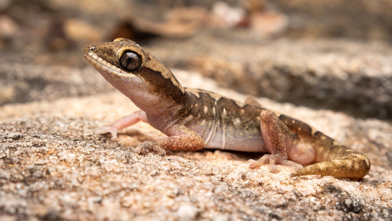 Herping vlog #5 Wheat-belt and a Perth Hills surprise.