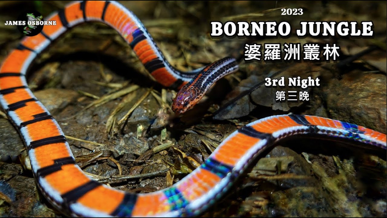 Black Striped Coral Snake! Calliophis nigrotaeniatus 黑條麗紋蛇