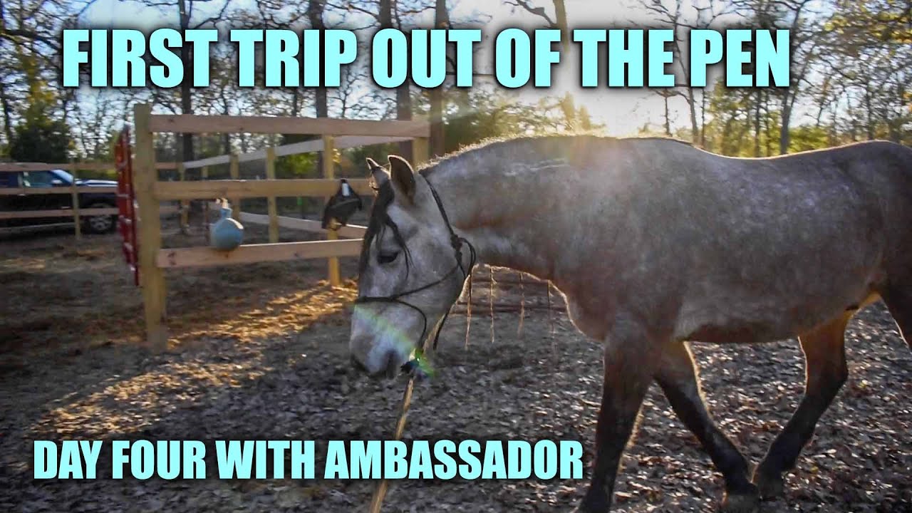 First Trip out of the Pen | Day Four with a Wild Mustang | Ambassador