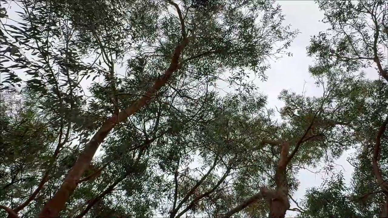 Gentle Wind in the Trees 🌿 Real Forest Ambience for Relaxation, Study or Sleep (HD, No Music)